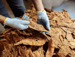 Hari Tanpa Tembakau Sedunia, Begini Pengaruh Industri Rokok Bagi Ekonomi