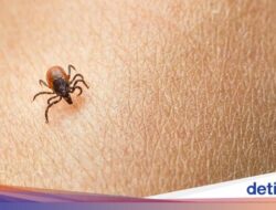 Pemanasan Global Berpeluang Bikin Gangguan Lyme Makin Merebak