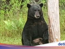 Pelancong Diminta Berhenti Selfie Bersama Beruang yang Depresi