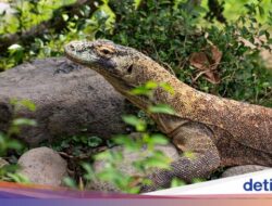 Terungkap! Komodo Miliki Gigi Berujung Besi