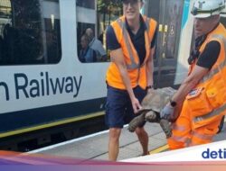 Kereta Di London Sempat Tertahan Bersama… Kura-kura