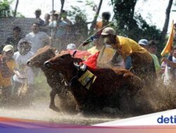 Lomba Karapan Sapi Brujul Upaya Lestarikan Kebiasaan dan Kebiasaan Global