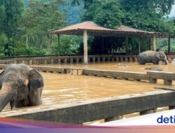 2 Gajah Chiang Mai Mati Di Genangan Air, Taman Nasional Dihujat