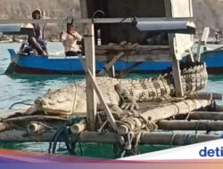 Lagi Santai Kawan, Buaya Nongkrong Di Atas Tambak Bikin Resah Nelayan Lombok