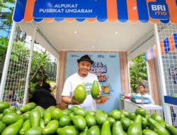 Langkah Pemberdayaan BRI Klasterku Hidupku Antar Petani Ini Sukses Kembangkan Budidaya Alpukat