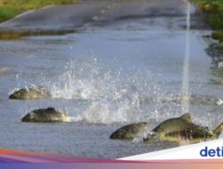 Trend Populer Unik! Puluhan Ikan Salmon Menyebrang Jalan Di Bencana Alam